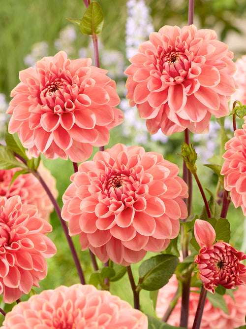 Dahlia Romance knollen met perzik- en zalmroze bloemen
