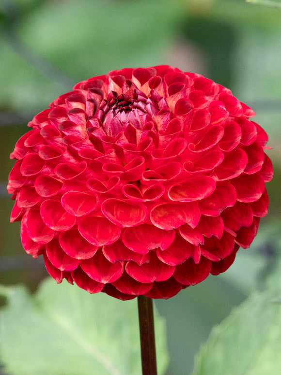 Koop Dahlia Ryecroft Blackberry knollen voor een zomertuin vol kleur