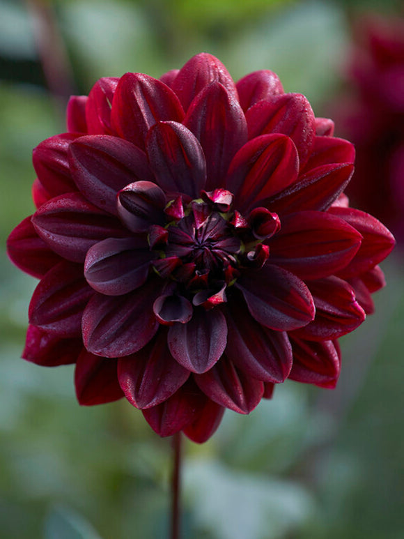 Kopen Dahlia Sam Hopkins bollen