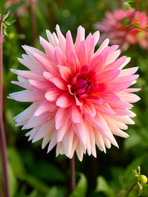 Dahlia Schneckenstein