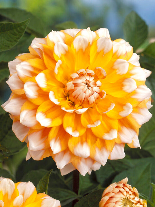 Dahlia Seattle bestellen