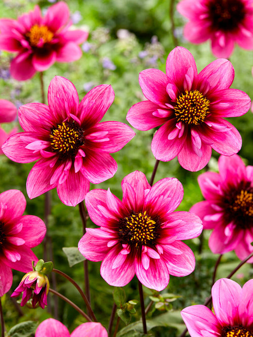 Dahlia Skyfall kraagdahlia knollen met levering in het voorjaar