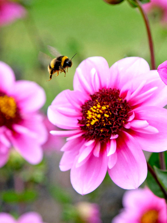 Koop Dahlia Skyfall knollen voor een bijvriendelijke zomertuin