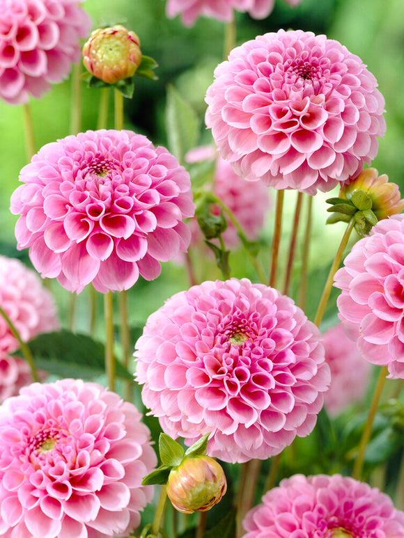 Dahlia Stolze von Berlin kopen