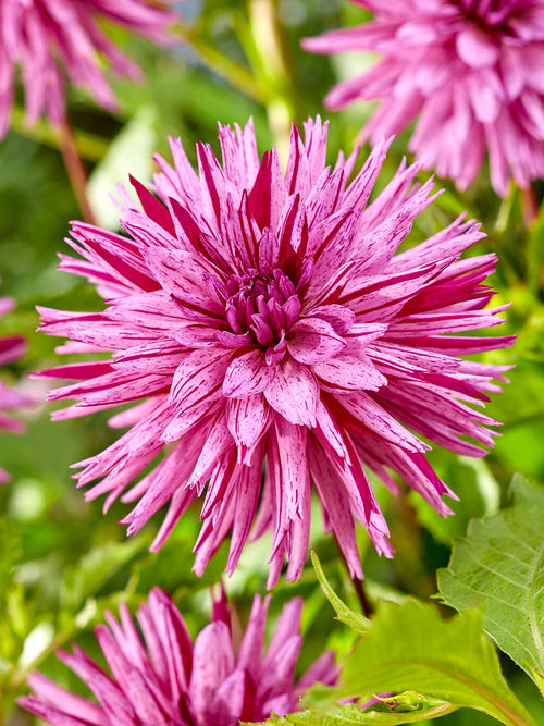 Dahlia Striped Ambition knollen, levering in het voorjaar voor voorjaarsaanplant