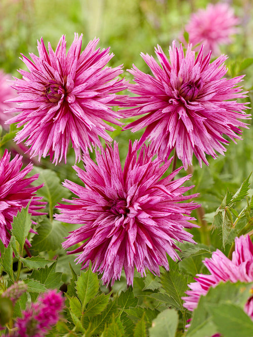 Dahlia Striped Ambition cactusdahlia knollen met levering in het voorjaarDahlia Striped Ambition knollen met paars gestreepte bloemen