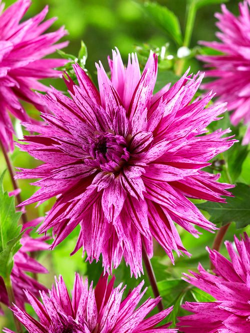 Koop Dahlia Striped Ambition knollen voor een kleurrijke zomertuin
