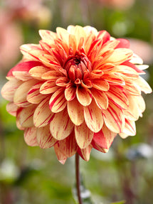 Dahlia Striped Nagano