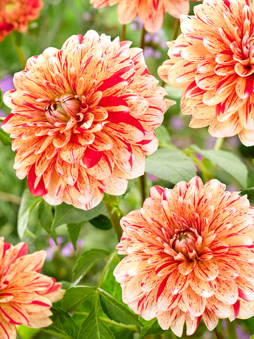 Dahlia Striped Nagano online bestellen