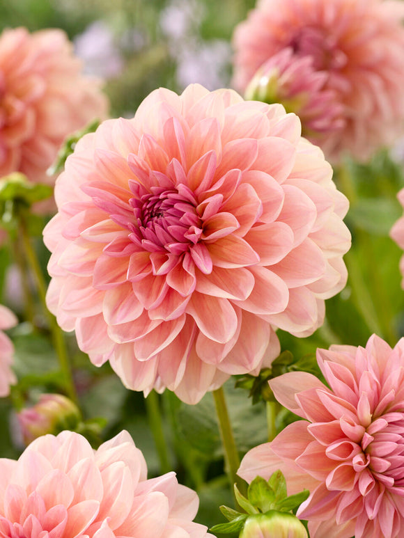 Dahlia Sturm Sweet Maria knollen, levering in het voorjaar voor voorjaarsaanplant