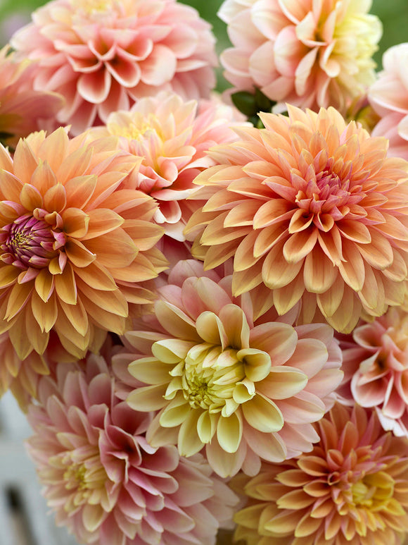 Dahlia Sunrise Serenade Collection in bloom