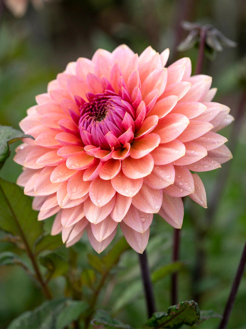 Dahlia Sweet Sanne decoratieve dahlia knollen met levering in het voorjaar