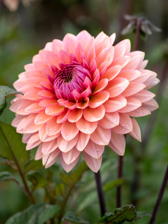 Dahlia Sweet Sanne decoratieve dahlia knollen met levering in het voorjaar