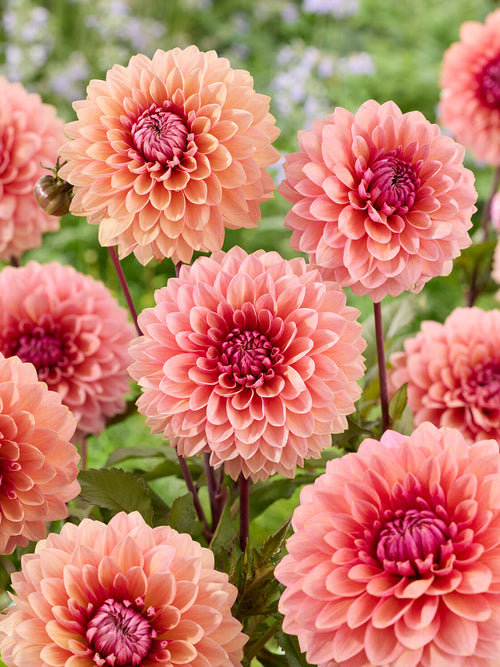 Koop Dahlia Sweet Sanne knollen voor een romantische zomertuin