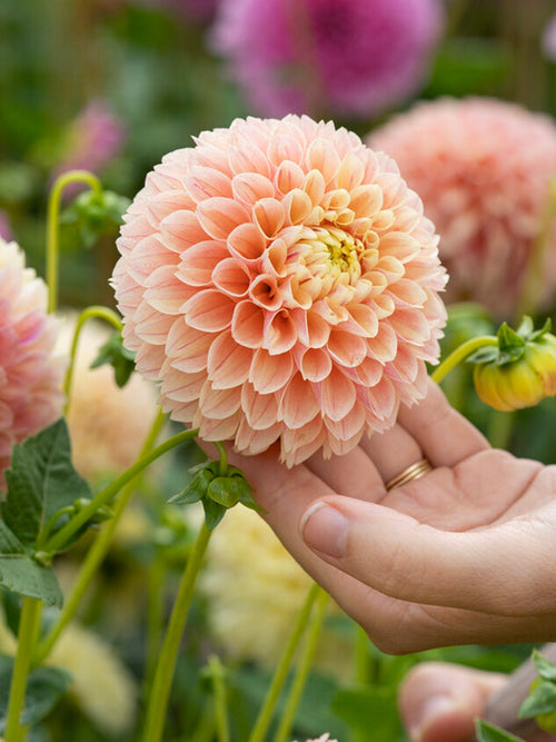 Dahlia Sweet Suzanne knollen, levering in het voorjaar voor voorjaarsaanplant