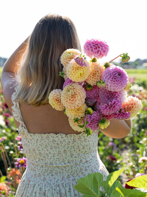 Dahlia Sweet Suzanne knollen met perzik- en blushroze bloemen