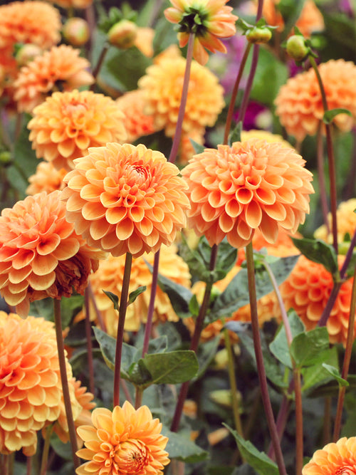 Dahlias Sylvia kopen online