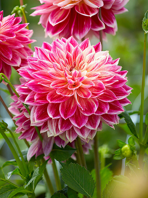 Dahlia Temple of Beauty dahliaknollen