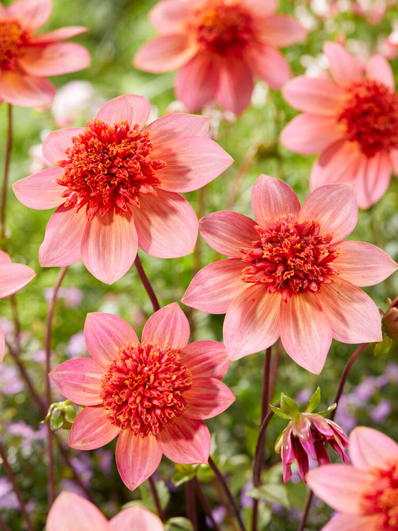 Dahlia Totally Tangerine online bestellen
