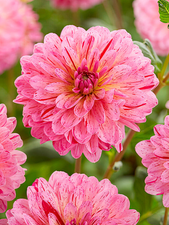 Dahlia Tropical dahliaknollen