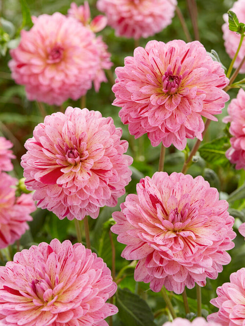 Dahlia Tropical