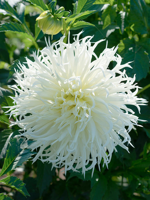 Witte Dahlia Tsuki Yori No Shisha met decoratieve, licht gedraaide bloemblaadjes.