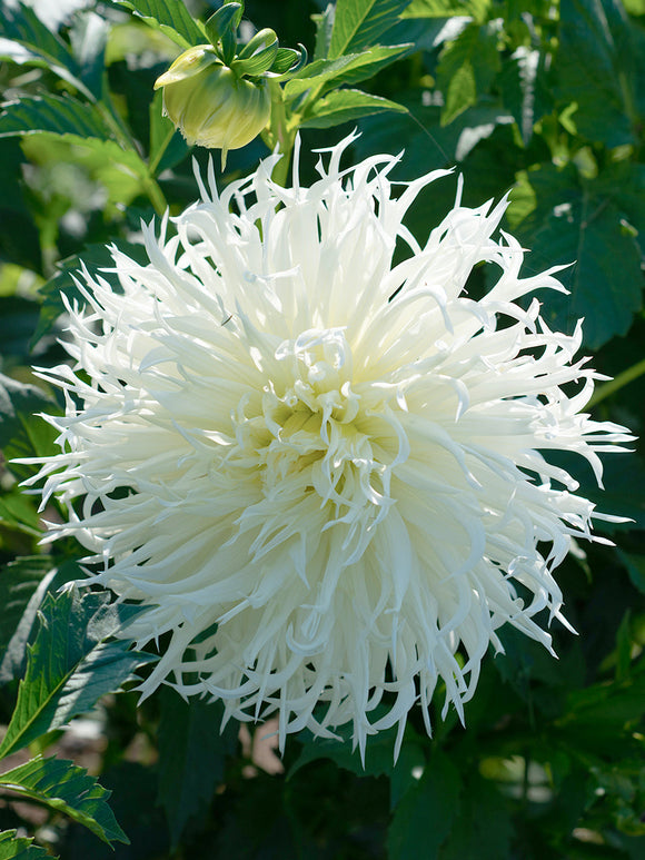 Witte Dahlia Tsuki Yori No Shisha met decoratieve, licht gedraaide bloemblaadjes.