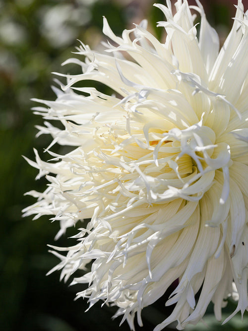 Dahlia Tsuki Yori No Shisha met grote witte bloemen en fijn ingesneden bloemblaadjes.