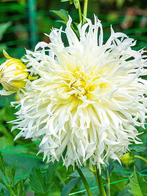 Dahlia Tsuki Yori No Shisha in bloei met grote, luchtige witte bloemen.