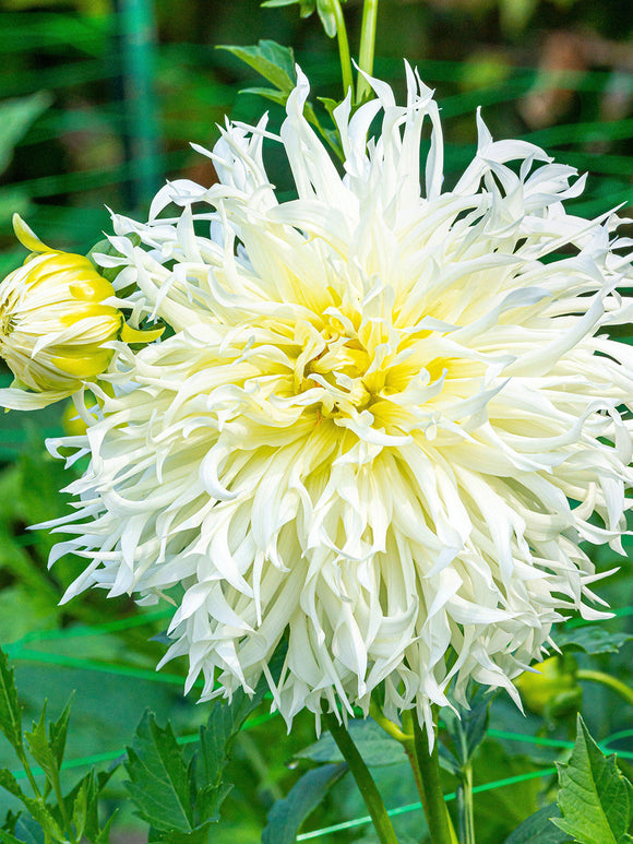 Dahlia Tsuki Yori No Shisha in bloei met grote, luchtige witte bloemen.
