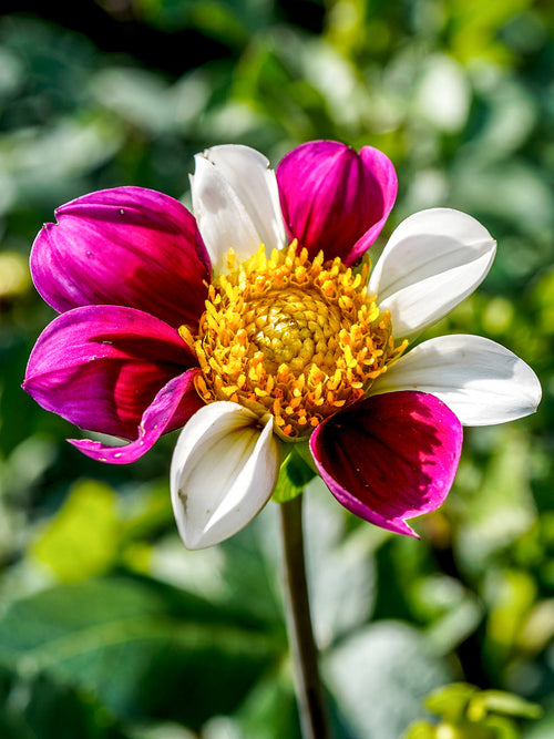 Bijvriendelijke Dahlia Twyning's Smartie met open bloemen in wit, roze en paarsrood.