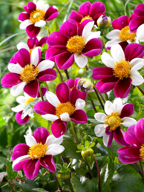 Enkelbloemige Dahlia Twyning's Smartie met speelse witte en rozerode bloemen.