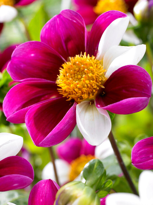 Dahlia Twyning's Smartie met wit en paarsroze bloemblaadjes rond een geel hart.