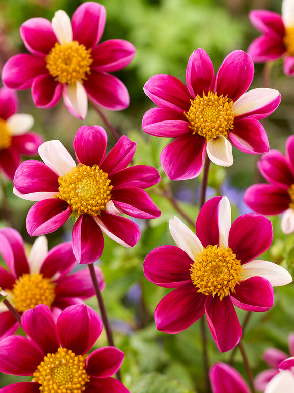 Dahlia Twyning's Smartie in bloei met verschillende tweekleurige bloemen.