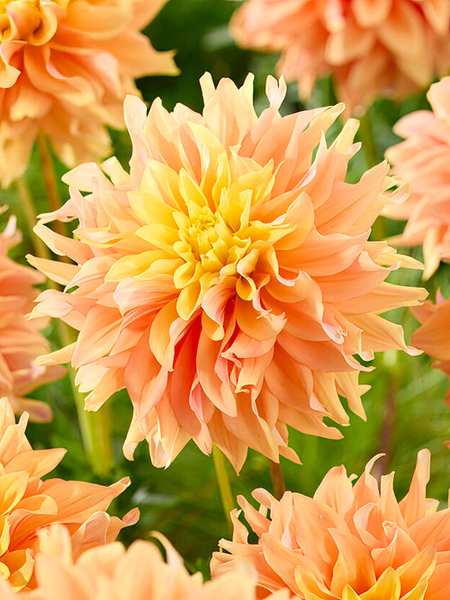 Dahlia Tyrell