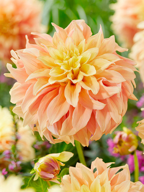Dahlia Tyrell Dahliaknollen bestellen