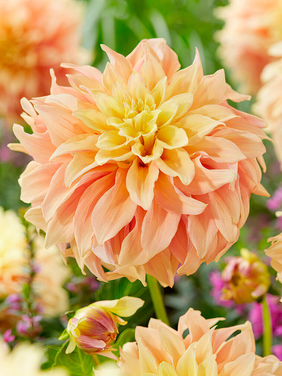 Dahlia Tyrell Dahliaknollen bestellen