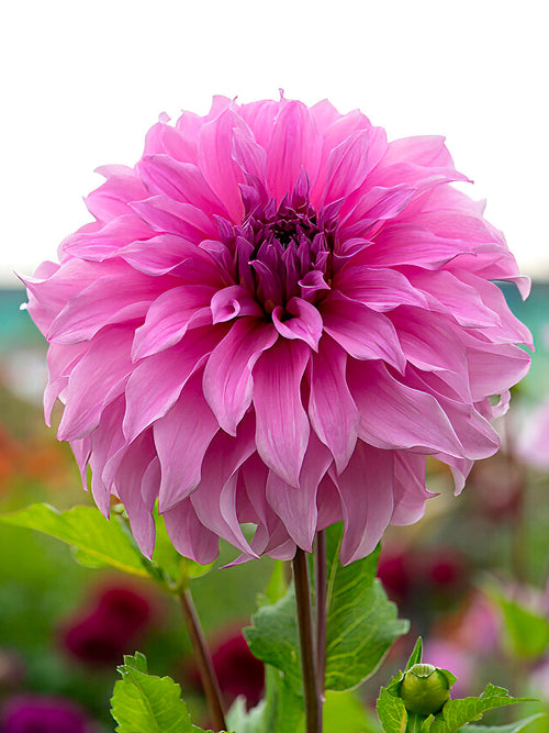 Dahlia Vassio Meggos dahliaknollen