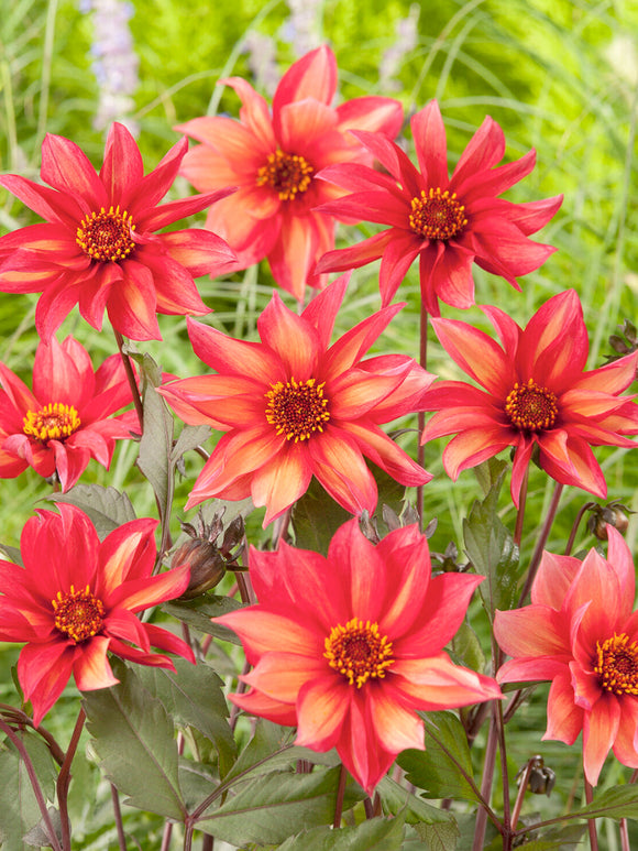 Voor-aanzicht van Dahlia Waltzing Mathilda waarop de kleurovergang van oranje naar roze zichtbaar is tegen het donkere purperbronzen blad