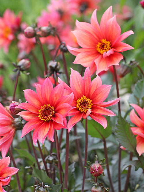 Plant van Dahlia Waltzing Mathilda van circa 70 centimeter hoog met donkere stelen en talloze bloemen in verschillende kleurtinten