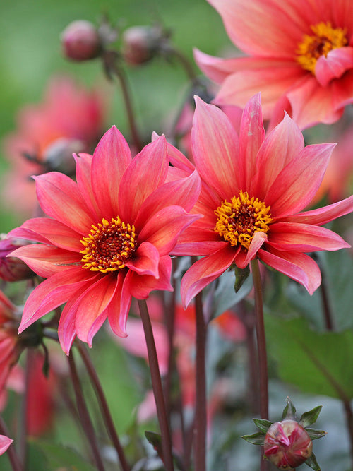Close-up van Dahlia Waltzing Mathilda met koraalroze en abrikoos bloemblaadjes rondom een open gouden hart vol stuifmeel