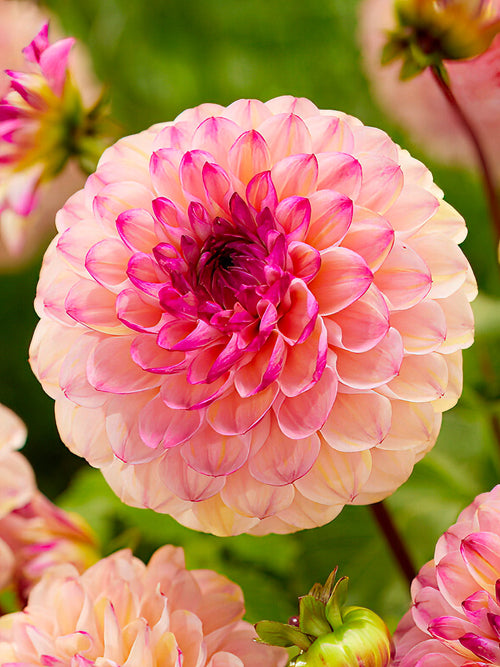 Dahlia Wine Eyed Jill - Dahliaknollen bestellen
