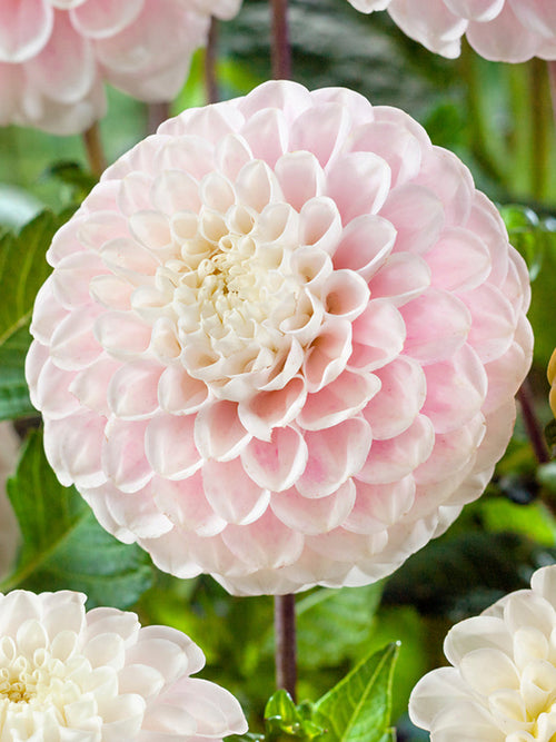 Dahlia Wizard of Lightning kopen