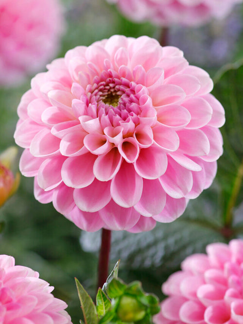 Dahlia Wizard of Oz - Dahliaknollen