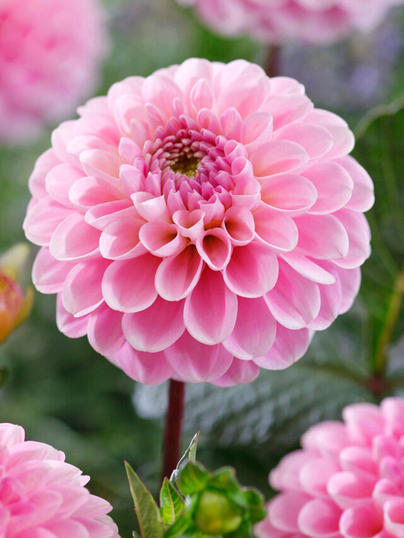 Dahlia Wizard of Oz - Dahliaknollen