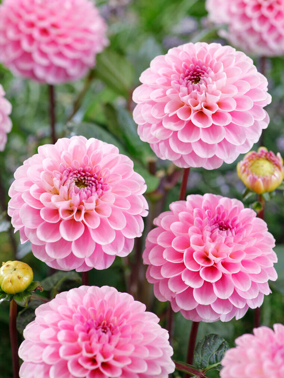 Dahlia Wizard of Oz - Dahliaknollen