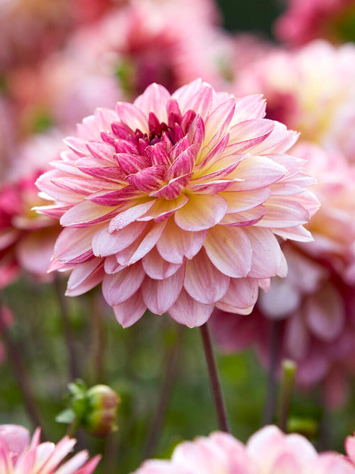 Bloeide Dahlia Zingaro plant van 70 tot 80 centimeter hoog met donkere stelen en meerdere bloemen in verschillende stadia