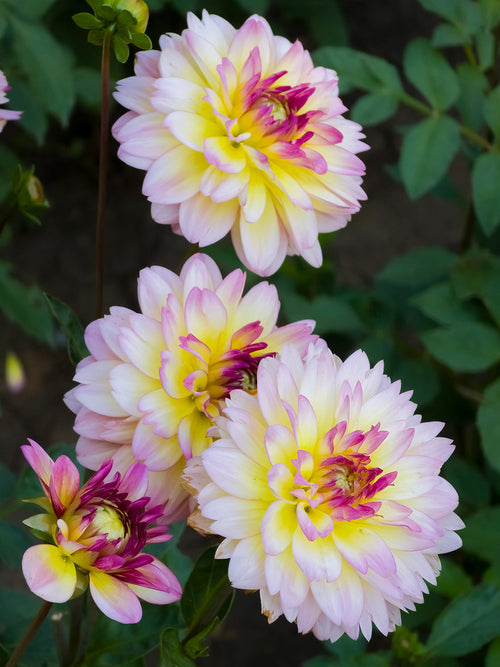 Close-up van een volledig geopende Dahlia Zingaro met zachtgele bloemblaadjes, lila roze randen en een diepere rode kern