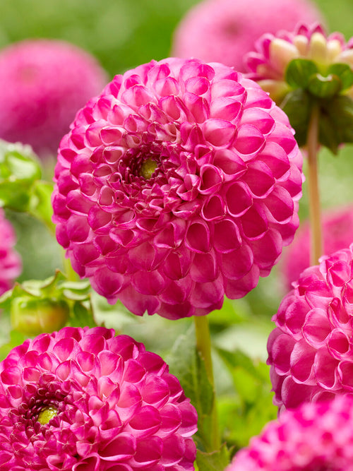 Dahlia Zippity Do Da pompondahlia dahliaknollen
