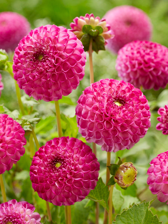 Dahlia Zippity Do Da pompondahlia met kleine roze lila bloemen in de border